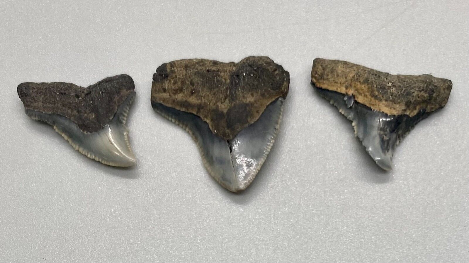 Group of 3  Cool DEFORMED Fossil  Bull Shark Teeth - Horse Creek, FL