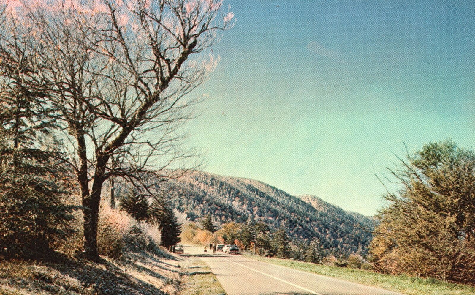 Vintage Postcard Early Morning Frost On Road To Clingman's Dome Newfound Gap