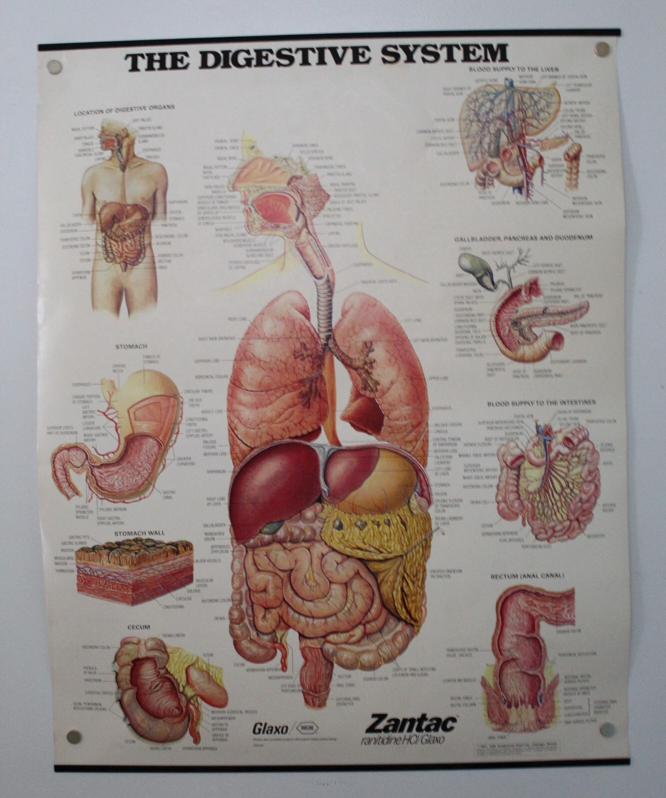Vintage Anatomical Chart Of The Digestive System Chart Poster for Sale ...