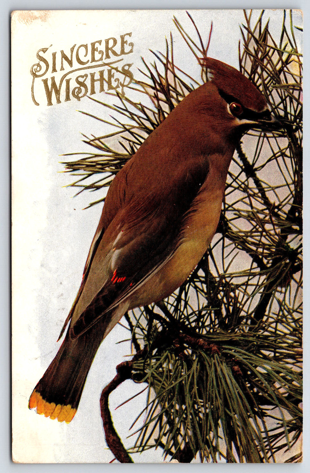 Postcard Sincere Wishes Cedar Waxwing Bird Pine Tree Vintage Antique 1909