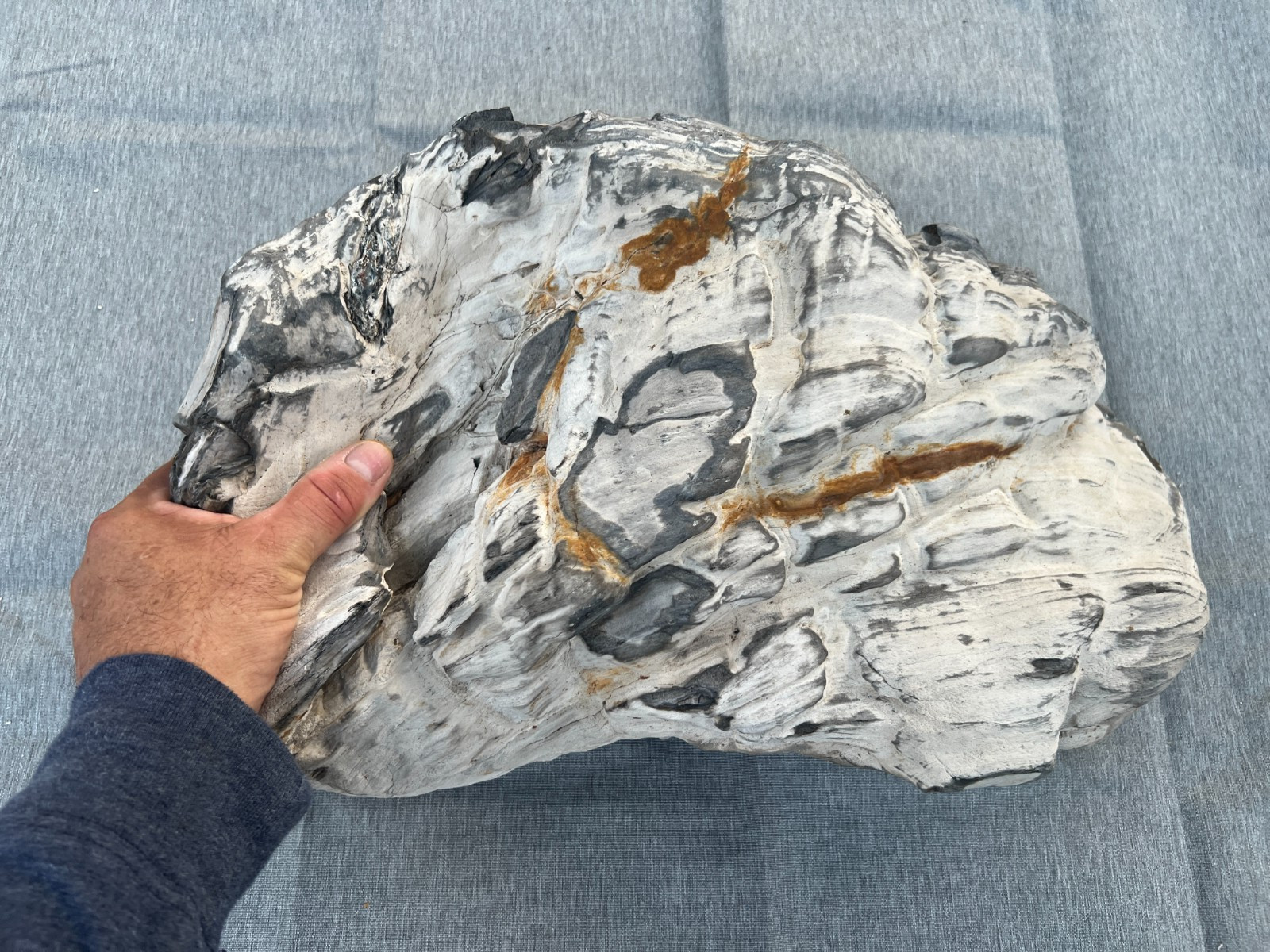 Texas 14"x9"x5" Petrified Wood Concave Center Clam Shaped Brazos County Fossil