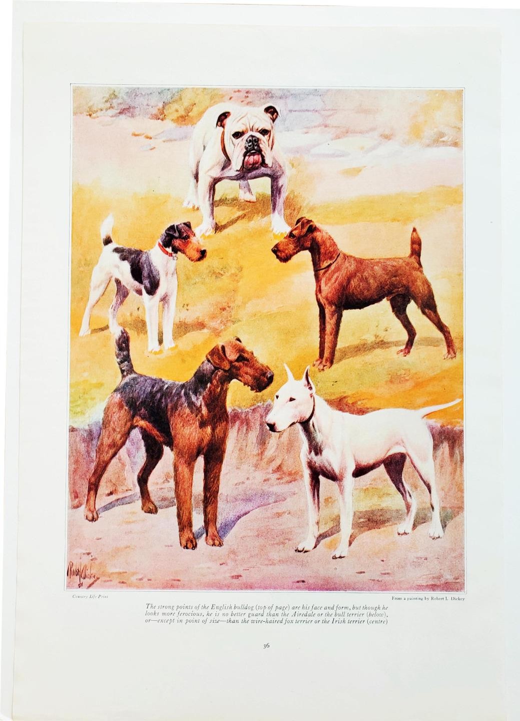 1922 Robert L. Dickey Color Art Fox Terrier Irish Terrier Airedale Bull Dog Page