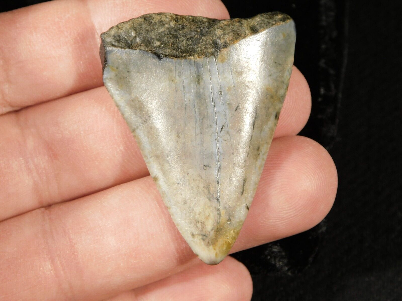 ANCESTRAL Great White SHARK Tooth Fossil 100% Natural 14.8gr