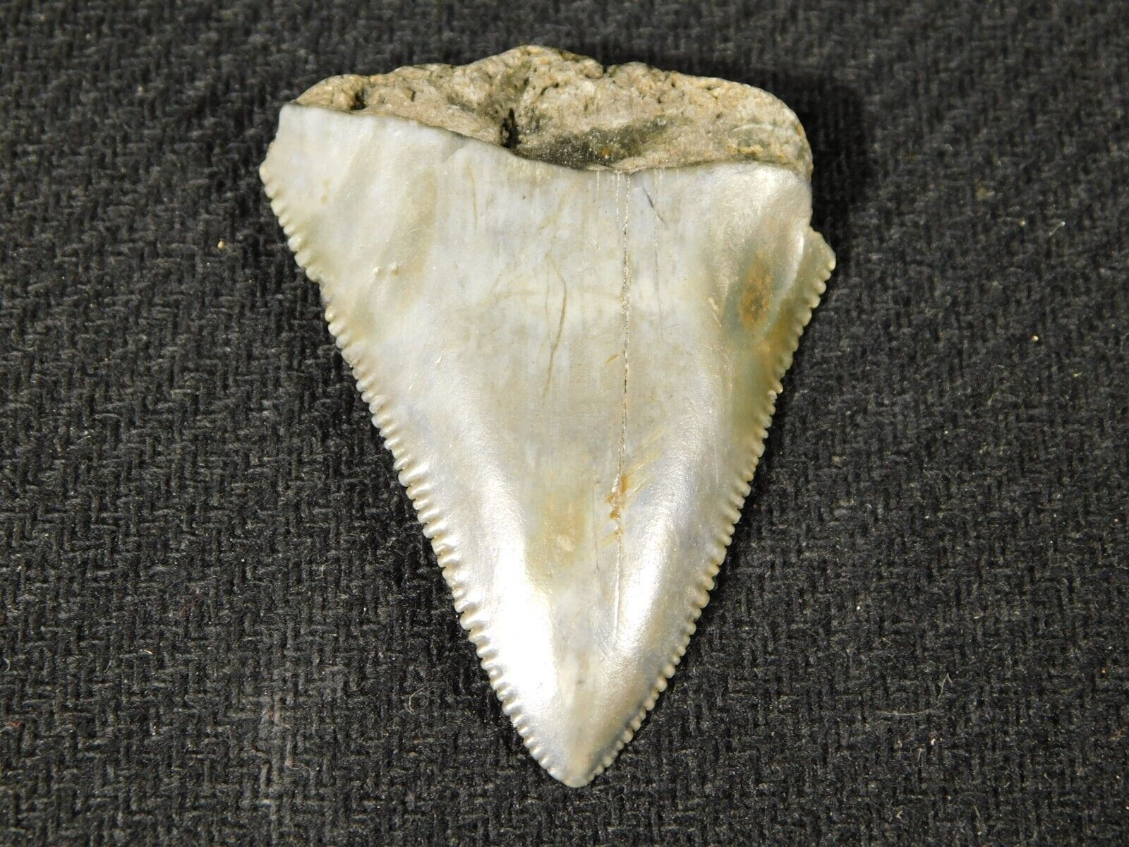 ANCESTRAL Great White SHARK Tooth Fossil SERRATED 100% Natural 9.1gr