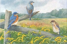 Postcard Eastern Bluebirds Bird Watchers Digest Marietta Ohio Unposted picture