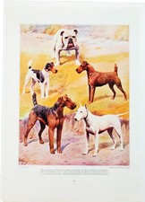 1922 Robert L. Dickey Color Art Fox Terrier Irish Terrier Airedale Bull Dog Page picture